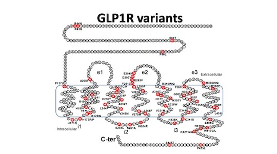 GLP1 receptor mutations in humans affect metabolic control and modify ...